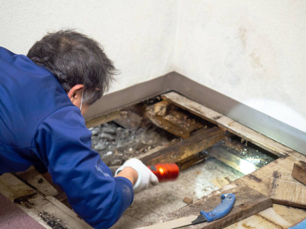 Reliable Barrackville, WV Mold Remediation Solutions