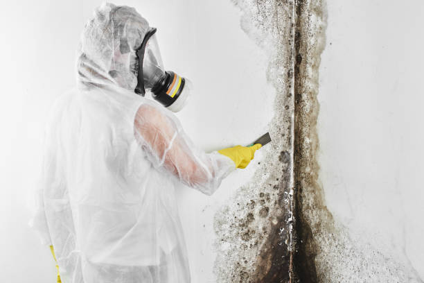 Best Commercial Mold Remediation in Barrackville, WV