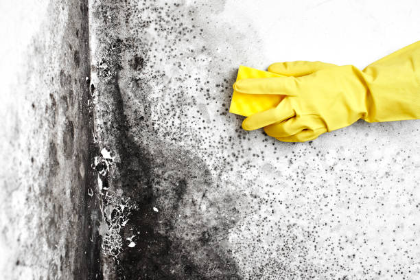 Best DIY Mold Remediation Support Services in Barrackville, WV