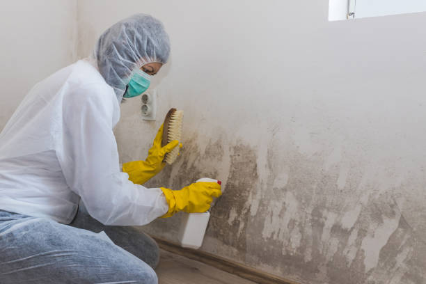 Best Basement Mold Remediation in Barrackville, WV