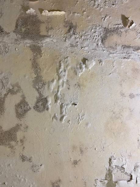 Best Localized Mold Remediation (e.g., coastal areas, humid climates) in Barrackville, WV