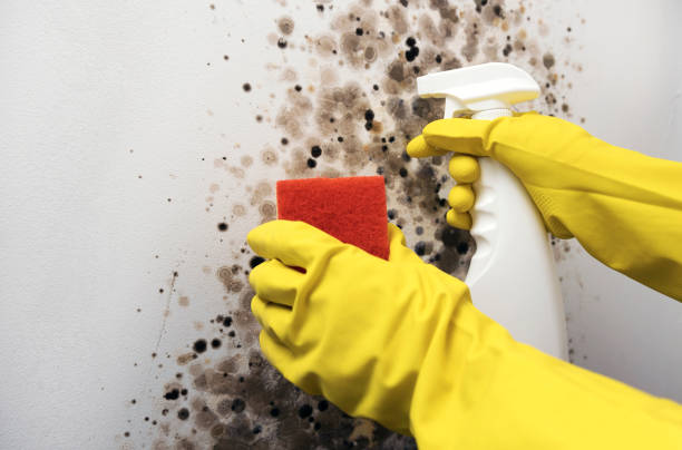 Best Mold Testing and Inspection Services in Barrackville, WV
