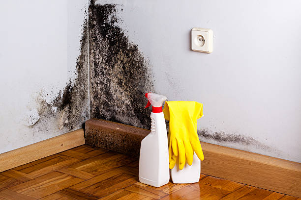 Best Industrial Mold Remediation in Barrackville, WV