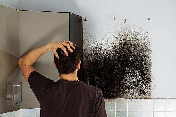 Best Attic Mold Remediation in Barrackville, WV