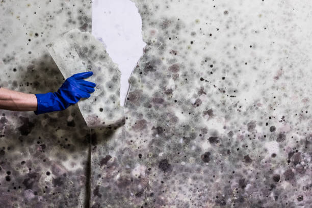 Best Post-Remediation Services in Barrackville, WV