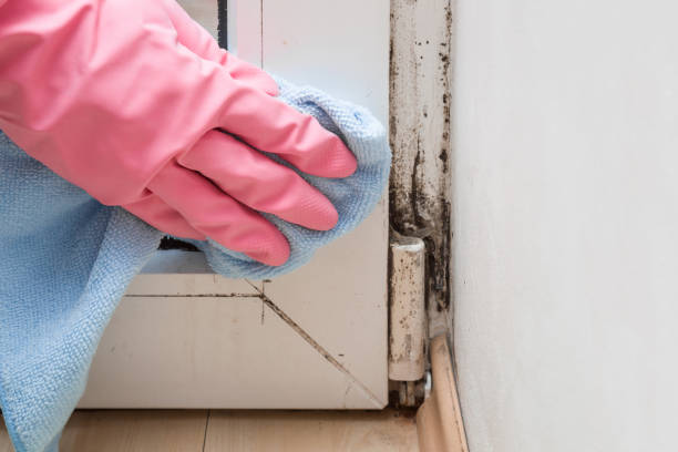Best Mold Remediation for Specific Building Types in Barrackville, WV